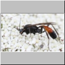 Exetastes notatus - Schlupfwespe w01b 12mm - OS-Wallenhorst Sandgrube det06.jpg